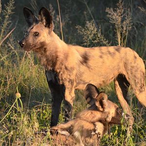 African Wild Dog, Moremi Game Reserve, Botswana, 29/04/16