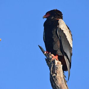 Bateleur, Moremi Game Reserve, Botswana, 29/04/16
