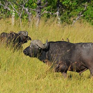 Cape Buffalo, Moremi Game Reserve, Botswana, 29/04/16