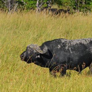 Cape Buffalo, Moremi Game Reserve, Botswana, 29/04/16
