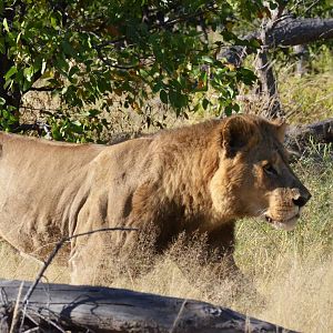 South-west African Lion, Moremi Game Reserve, Botswana, 29/04/16
