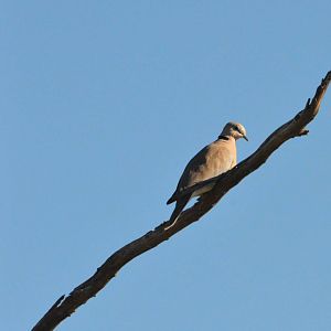 Ring-necked Dove, Moremi Game Reserve, Botswana, 29/04/16
