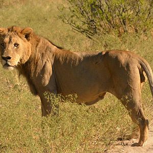 South-west African Lion, Moremi Game Reserve, Botswana, 29/04/16