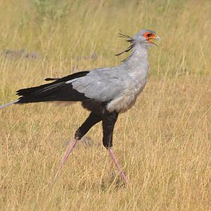 Secretary Bird, Moremi Game Reserve, Botswana, 29/04/16