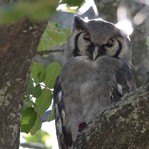 Verreaux's Eagle Owl, Moremi Game Reserve, Botswana, 29/04/16
