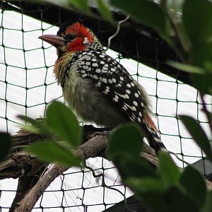 Red and yellow barbet