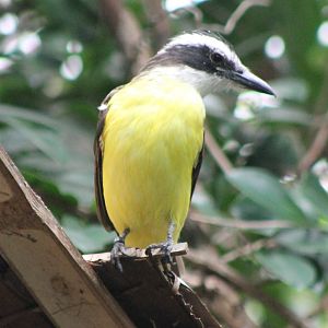 Sulphur-breasted tyran