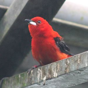 Brazilian tanager