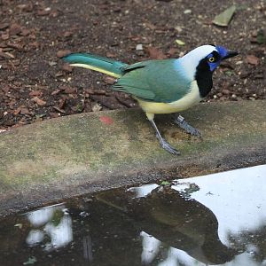 Green jay