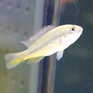 Cichlid ID