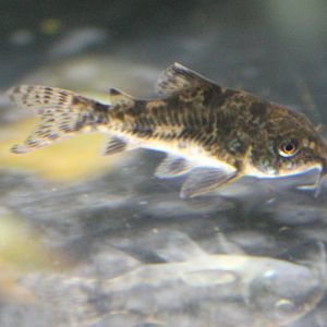 Corydoras paleatus