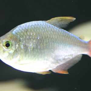 Colombian tetra