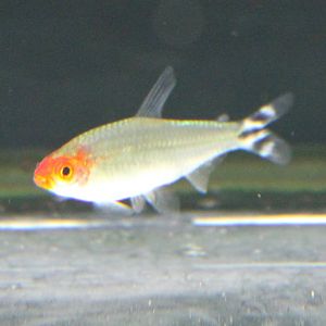 Fish ID