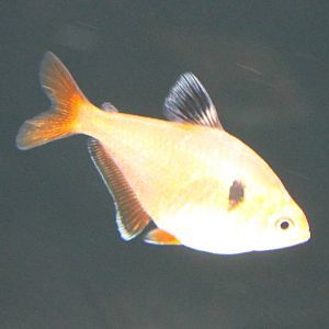 Serpae tetra