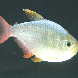 Colombian tetra