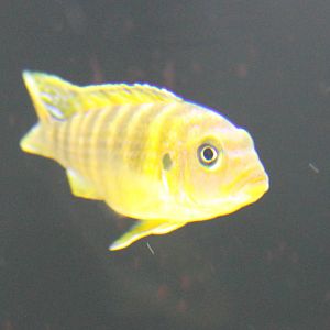 Pseudotropheus saulosi