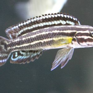 Regani Cichlid (Julidochromis regani )