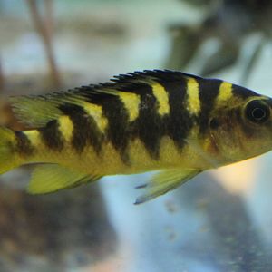 Bumblebee Cichlid (Pseudotropheus crabro)