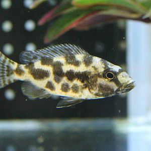 Venustus Cichlid (Nimbochromis venustus)