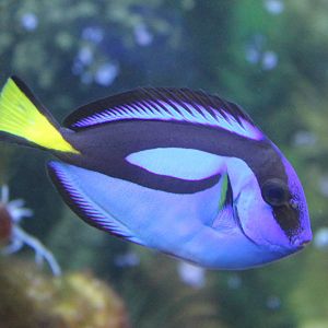 Regal tang