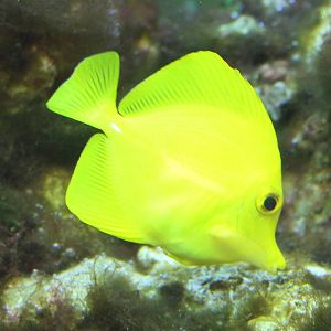 Yellow surgeonfish