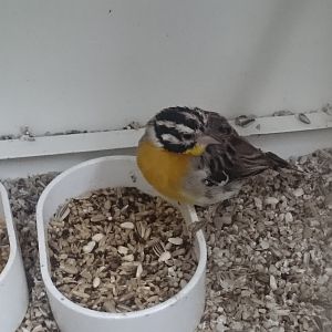 Golden-breasted bunting