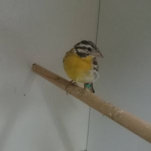 Golden-breasted bunting