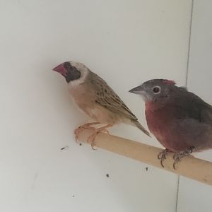 Red-billed weaver and Red crested finch