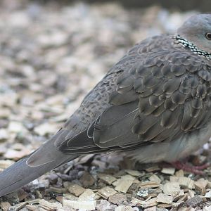 Spotted dove