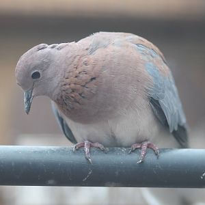 Laughing dove