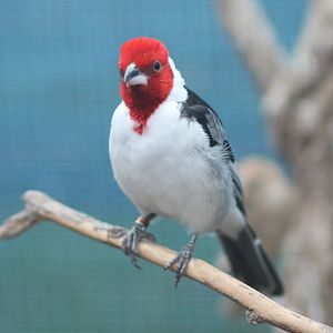 Red cowled cardinal