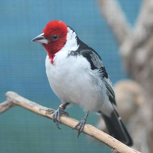 Red cowled cardinal