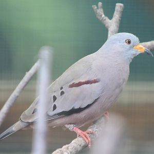 Croaking ground dove