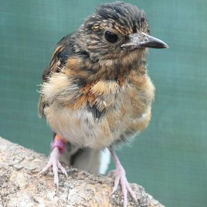 Young White-rumped shama