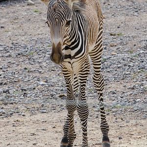 Grevy's Zebra baby