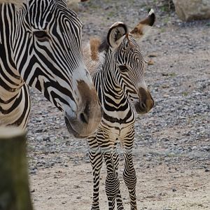 Grevy's Zebra baby