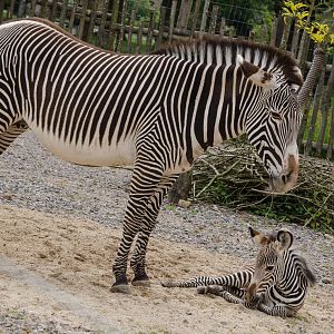 Grevy's Zebra baby