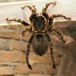 Grammostola pulchripes