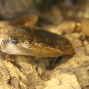 Archimandrita tesselata