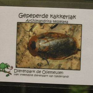 Sign Archimandrita tesselata