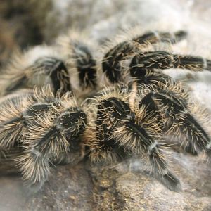 Brachypelma albopilosum