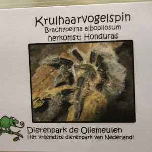 Sign Brachypelma albopilosum