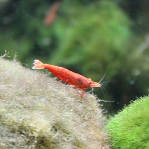 Cherry Shrimp