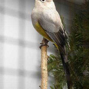 Grey-silky flycatcher
