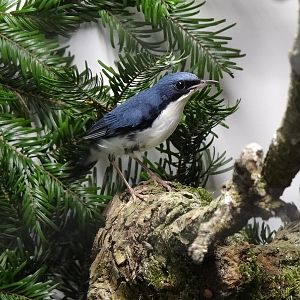 Siberian blue robin