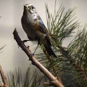 White-flanked bluetail