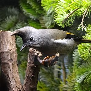 Stripe-throated yuhina