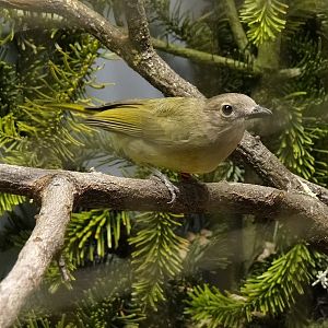 Golden whistler
