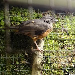 White-tailed ant-trush