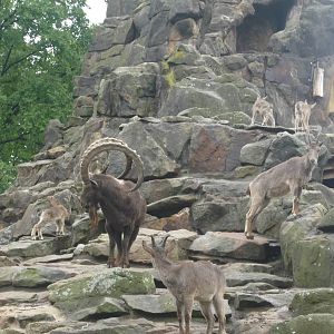 Siberian Ibex